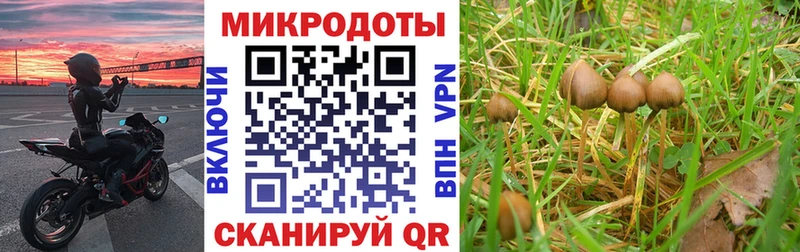 Псилоцибиновые грибы Cubensis  KRAKEN ONION  Липки 